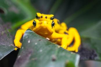 Rana dorada, Atelopus zeteki.