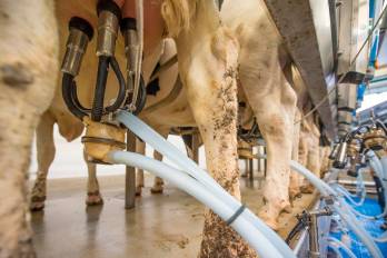 Extracción de leche bovina mecanizada.
