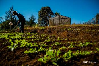 De la innovación a la acción: cómo la Iniciativa Mano de la Mano impulsa una Centroamérica sin hambre