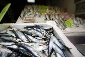 La pérdida de algunas especies pesqueras podría ocasionar una alza de precios.