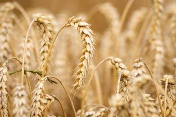 Gobierno de Bolivia amplía importación libre de trigo para garantizar la producción de pan