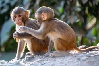 Estudiosos y protectores de los primates neotropicales