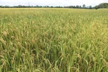 El Gobierno asegura que no habrá escasez ni aumento de precios del arroz.