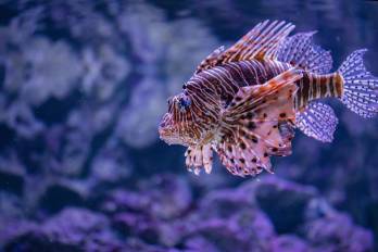 Un reportaje publicado por el medio internacional El País, expuso una problemática que cerca de una década empezó a afectar la abundancia de peces en sus aguas.