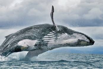 Las autoridades hicieron un llamado a operadores turísticos, capitanes y visitantes a respetar las reglas para proteger a las ballenas y sus crías.