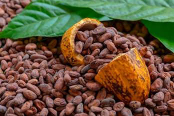 El cacao tanto en grano como en chocolate se perfila entre los productos con gran potencial de exportación al Mercosur.