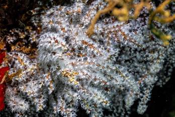 La norma vigente que protege los corales data del 2022 e implicó un diálogo de 2 años