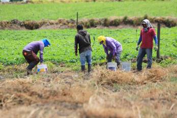 ¿Qué está ocurriendo con el PIASI?