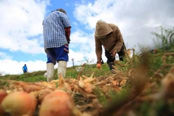 Cultivos afectados debido a las lluvias.