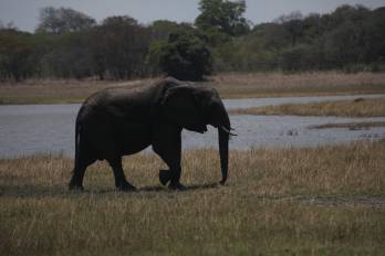Zambia: el desafío de equilibrar la riqueza mineral, la conservación y la salud pública