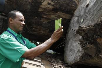 Panamá avanza hacia una gestión forestal más transparente con la implementación del Sistema de Trazabilidad y Control Forestal.