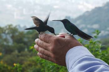 Una pareja de colibríes se alimentan, en Manizales (Colombia), una zona cafetera. Los frutos del café son rojos y dulces: es lo que aprecian los miles de turistas.