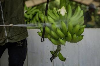 Los ingenieros de Chiquita Panamá llegarán está semana y posteriormente determinarán que clase de mano de obra que comenzaría funciones
