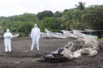 El ministerio no estableció una causa específica de muerte debido a las condiciones en las que fue encontrado el cetáceo.