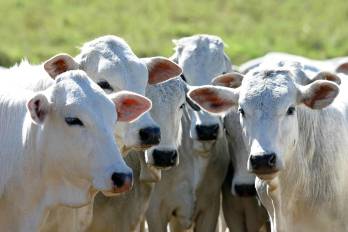 Panamá mantiene una prevalencia menor al 0.1% en brucelosis, mientras que en tuberculosis bovina no se registran casos desde 2017.