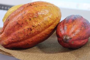 El cacao panameño se consolida como uno de los rubros más exportados del país.