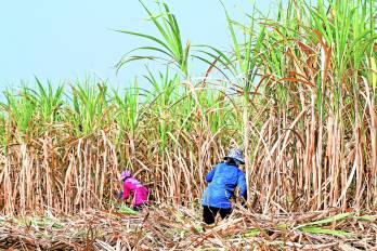 La juventud ocupa un lugar central en la investigación sobre las formas contemporáneas de trabajo y las relaciones históricas de poder en la economía de plantación.