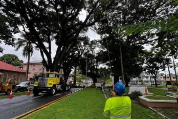 La selección de especies responde a criterios históricos y paisajísticos, reincorporando variedades tradicionales como flamboyanes, guayacanes, jacarandas, caobas, frangipanis y tulipanes africanos.
