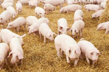 Los productores sostienen que el aumento de la productividad nacional debe estar acompañado de nuevas alternativas de comercialización.