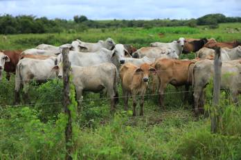El sector agropecuario se prepara ante los posibles efectos de El Niño
