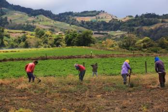 Productores de Tierras Altas, Chiriquí, durante sus labores en el campo.