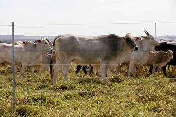 El Ministerio Público reporta siete condenas por casos de hurto pecuario en las provincias de Los Santos, Coclé, Chiriquí y Veraguas hasta la fecha.