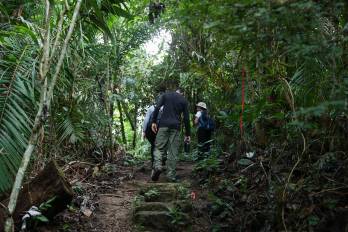 Gran parte de los bosques en Panamá son protegidos por leyes nacionales e internacionales.