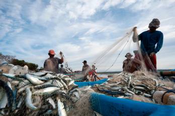 Panamá maneja un registro pesquero internacional con más de 160 embarcaciones.
