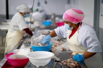 Los camarones congelados lideraron las exportaciones, con 13.3 % del total.