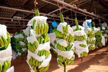 En Colombia se observó un descenso del 6% en los precios del banano