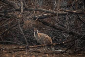 Un ualabí de cuello rojo busca refugio entre matoralles quemados en Cobargo, Nueva Gales del Sur (Australia), en una imagen de archivo.