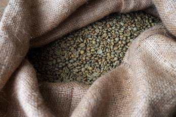 En Panamá, el término “café oro” se refiere al grano de café sin tostar, también conocido como café verde.