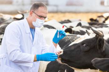 Veterinario, el médico que muchos no ven, pero todos necesitamos