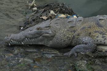 Los cocodrilos son animales que se mantienen en áreas como manglares, desenvocadura de ríos, quebradas o ríos
