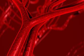 ¿Cuánto mide la red sanguínea?