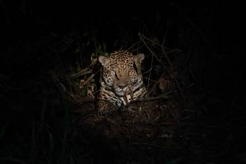 El jaguar tiene una alta presencia en la área este del país, que incluye las provincias de Panamá, Darién y la Comarca Guna Yala.