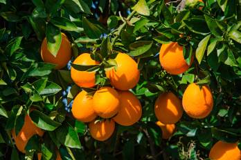 La plaga incluye varias especies, pero afecta principalmente cítricos como la naranja.