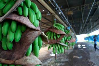 El banano sigue liderando el valor de las exportaciones de Panamá con el 17,5 %, seguido del camarón con 11,7 %.