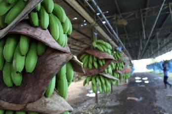En los últimos dos años, Panamá ha dejado de percibir más de $19 millones en divisas de su “oro verde”.