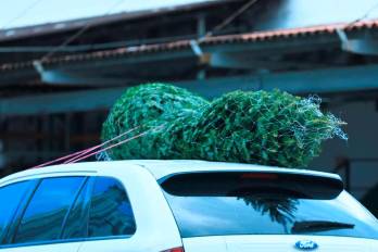 La temporada navideña 2025 arranca con fuerza y los consumidores buscan el tradicional arbolito natural.