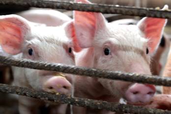 Entre las medidas se incluyen cierres temporales, adecuaciones sanitarias y remoción de biodigestores.