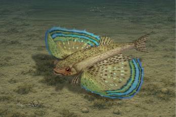 Paleorreconstrucción artística de †Dactylopterus decrozi sp. nov. del Mioceno Tardío de Panamá.
