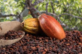 El cacao panameño destaca a nivel mundial por su fino de aroma.