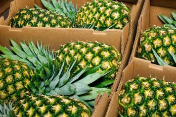 Cajas con piña panameña listas para su distribución exterior.