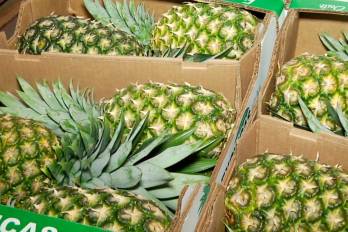 Los productores y empresas nacionales podrán exportar piña producida en Panamá a Nueva Zelanda.