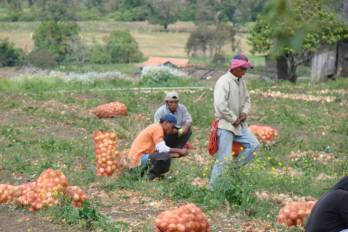 Trabajadores agrícolas, o peones, son parte del subempleo invisible que se incrementó.
