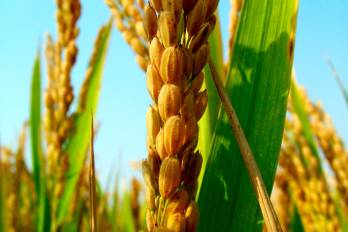Los productores, especialmente del sector arrocero, están preocupados por posible impacto de El Niño.