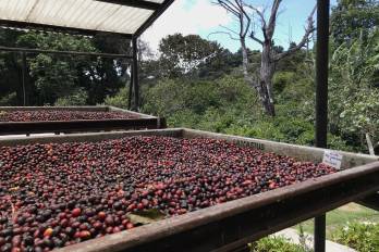 El café geisha es reconocido por ser uno de los más exclusivos y prestigiosos del mundo.