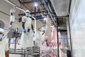 Trabajadores de la planta procesadora Ungasa. S.A. que preparan los cerdos en canal.