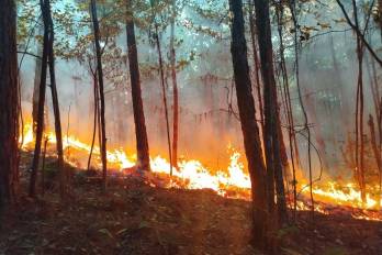 La Reserva Forestal La Yeguada, ubicada en Calobre, provincia de Veraguas, es un destino ideal para acampar y disfrutar de la naturaleza, conocido por su laguna volcánica y bosques de pinos.